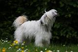 CHIEN NU CHINOIS 174